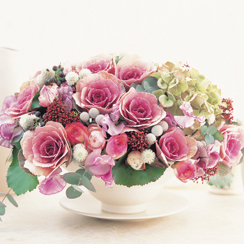 Kale, Ornamental, Crane™ Pink Hybrid