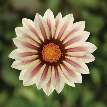 Product Image of Gazania, Kiss™ White Flame Hybrid