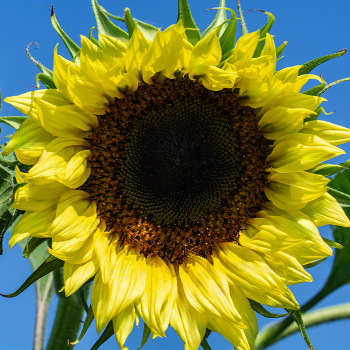 Product Image of Sunflower, Lemon Queen 