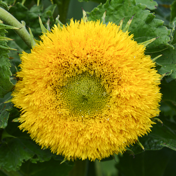 Sunflower: J.W. Jung Seed Company