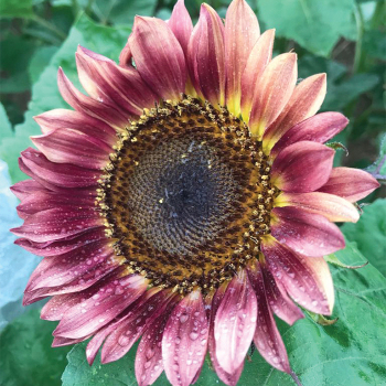 Plum Procut Sunflower