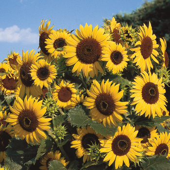 Waooh! Sunflower