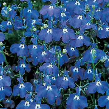 Lobelia, Regatta Sapphire