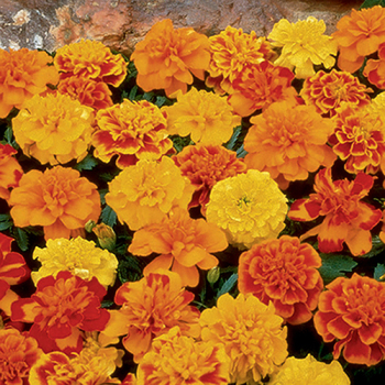 Marigold, Bonanza™ Mix 