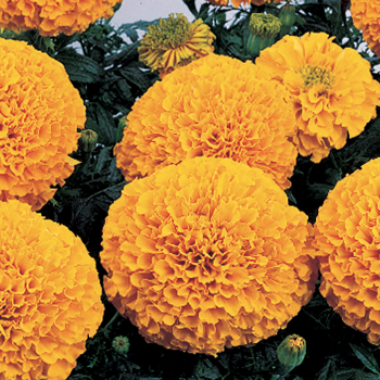 Marigold, Inca II™ Orange