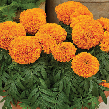 Marigold, Moonsong Deep Orange, 