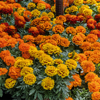 Product Image of Marigold, Super Hero™ Mix 