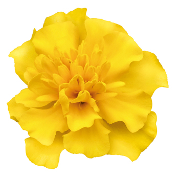 Marigold, Super Hero® Yellow