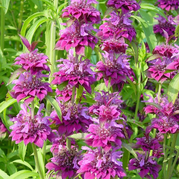 Monarda, Bergamo Hybrid, 