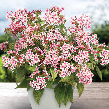 Product Image of Pentas, Graffiti® 20/20 Appleblossom Hybrid