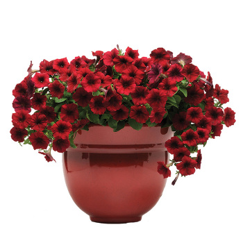 Red Velour Easy Wave® Hybrid Petunia