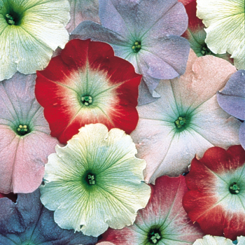 Petunia, Celebrity Watercolors Mix