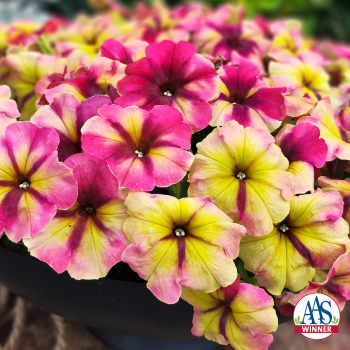 Petunia, Shake™ Raspberry Hybrid