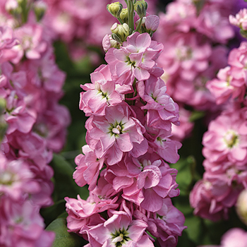 Stock, Matilda&trade; Antique Rose