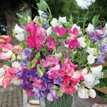 Sweet Pea, Bijou Mix