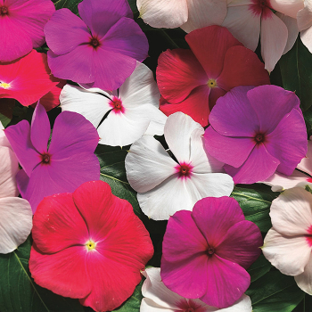 Vinca, Cora® Cascade Mix Hybrid