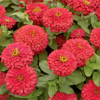 Magellan™ Coral Hybrid Zinnia