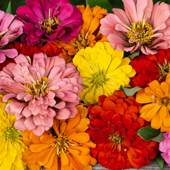 Zinnia, Magellan&trade; Mix Hybrid