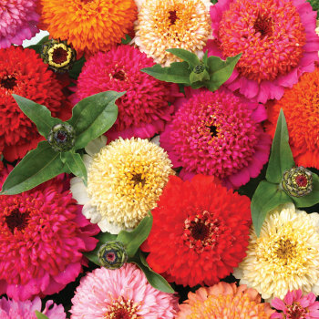 Candy Mix Zinnia