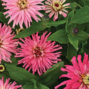 Pinca Zinnia