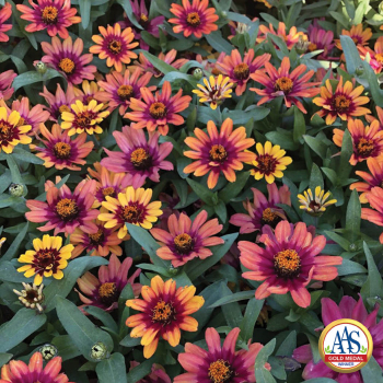 Zinnia, Profusion Red Yellow Bicolor Hybrid