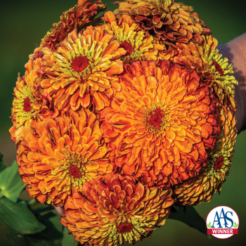 Zinnia, Queeny Lime Orange