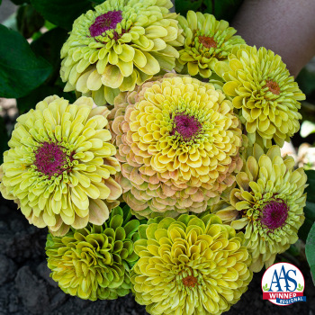 Zinnia, Queeny Lemon Peach