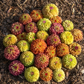Zinnia, Queeny Mix