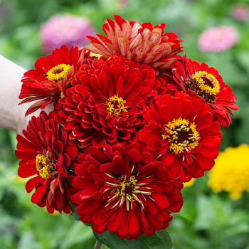 Zinnia, Super Giant Cherry Queen