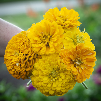 Zinnia, Super Giant Daffodil