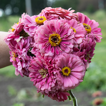 Zinnia, Super Giant Enchantress