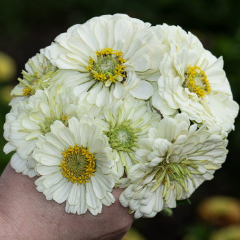 Zinnia, Super Giant Purity