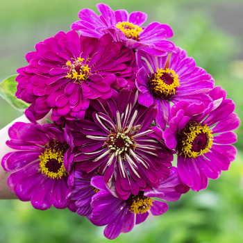 Zinnia, Super Giant Royal Purple