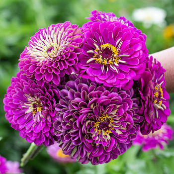 Zinnia, Super Giant Violet Queen