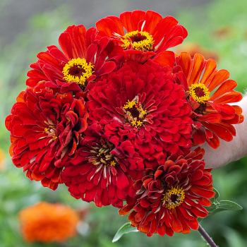 Zinnia, Super Giant Will Rogers