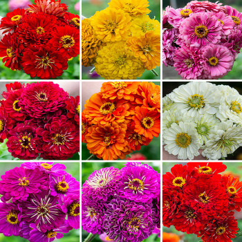 Zinnia, Special Super Giant Off