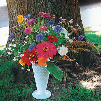 Garden Splendor Annual Flower Mix