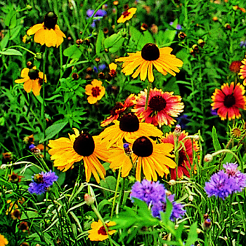 Wildflower, Midwest Mix