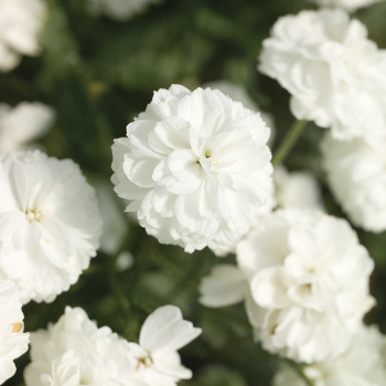 Achillea, Marshmallow