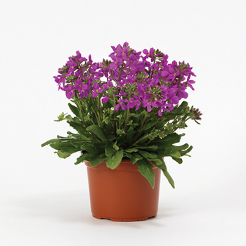 Arabis, Barranca™ Pink