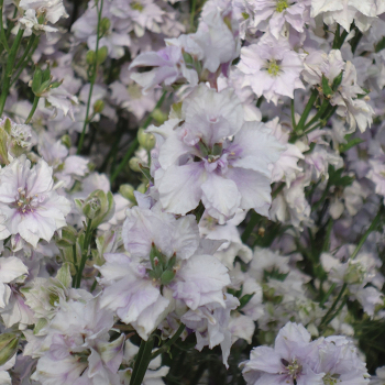 Delphinium, Smokey Eyes