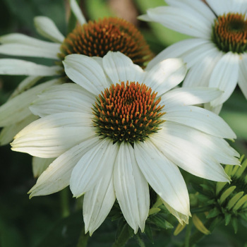 Echinacea, PowWow® White Echinacea, PowWow® White