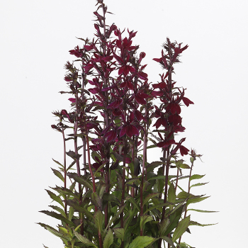 Lobelia, Starship™ Burgundy Hybrid