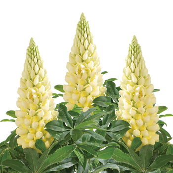 Lupine, Lupini Yellow Shades Hybrid