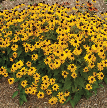 Rudbeckia, Goldsturm Rudbeckia, Goldsturm