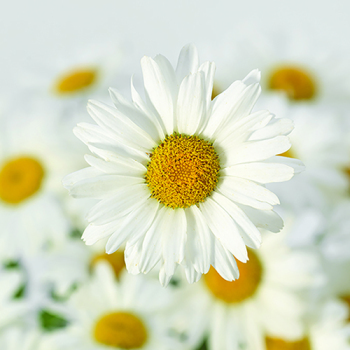 Shasta Daisy, White Lion Hybrid