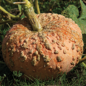 Pumpkin, Galeuse d'Eysines Organic 