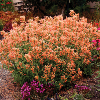 Agastache, Poquito™ Orange 