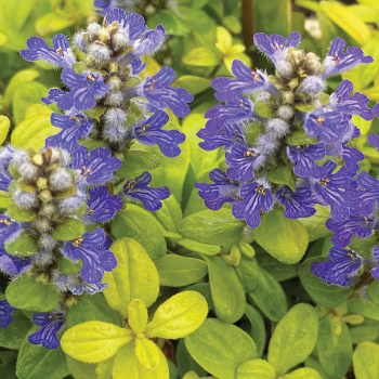 Ajuga Feathered Friends™ Cordial Canary