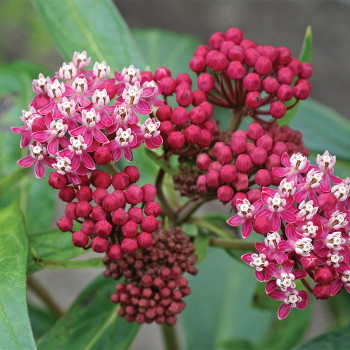 Soulmate Butterfly Weed